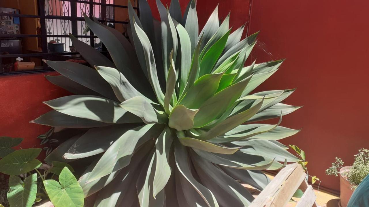 Casa Huipil Otel San Cristóbal de Las Casas Dış mekan fotoğraf